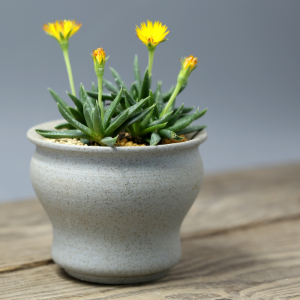 万象花卉多肉植物花盆陶瓷多肉花已售21件 ￥ 12.0 ￥20.0(6折) 包邮