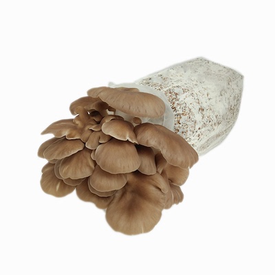 秀珍菇菇包菌包家庭种植diy趣养蘑菇阳台种植食用菌包邮24.