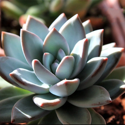 多肉故事馆/多肉植物【银霜/霜之巢】带盆栽好/多肉植物小盆栽