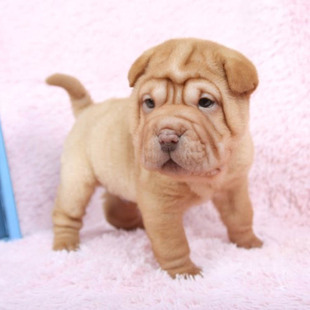 纯种沙皮狗老虎皮英牛犬赛级沙皮犬憨厚巴哥哈巴狗可爱沙皮幼犬qa