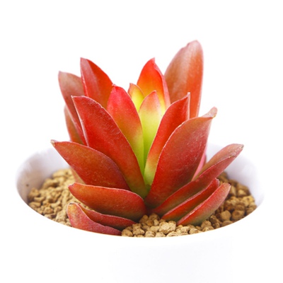 零壹花木火祭秋火莲多肉植物套餐组合盆栽办公室内防辐射红色肉肉