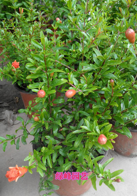 日本翠叶石榴--盆栽果树花卉盆景植物 庭院阳台花草树苗绿植植物