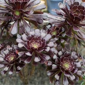 黑法师墨法师万圣节铜壶巫毒紫羊绒绿法师黄中斑灿烂法师缀化老桩