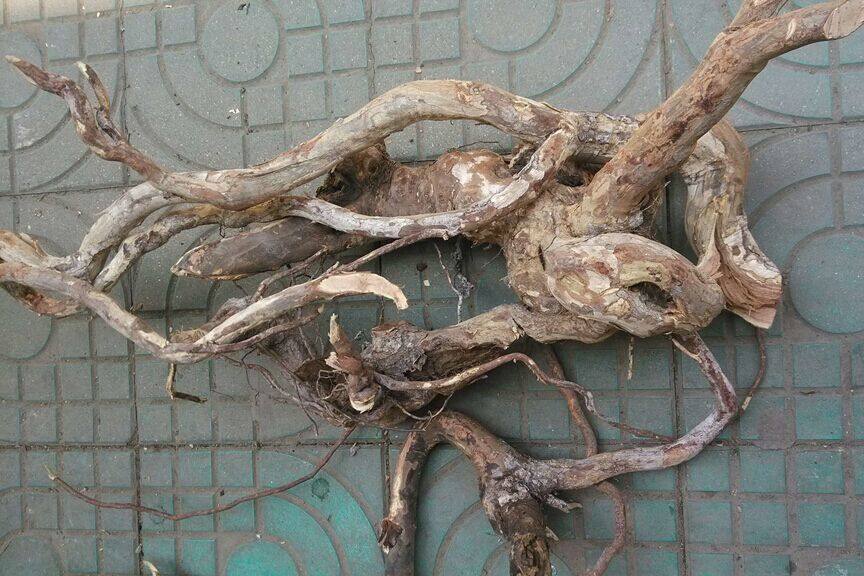 纯正野生中药材雀梅藤根 刺杨梅 雀梅刺 酸梅簕 对节刺 鹤膝风