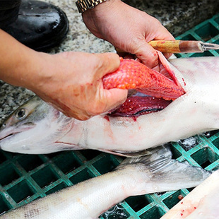 新年鱼黑龙江佳木斯抚远带籽母大马哈鱼保新鲜内含鱼子鱼籽整条