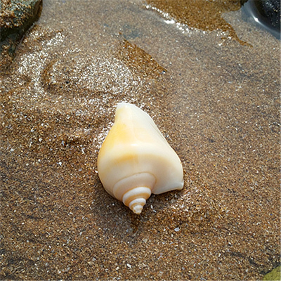 水晶螺4-6cm 天然大海螺贝壳海星白珊瑚树摆件婚庆鱼缸水族装饰