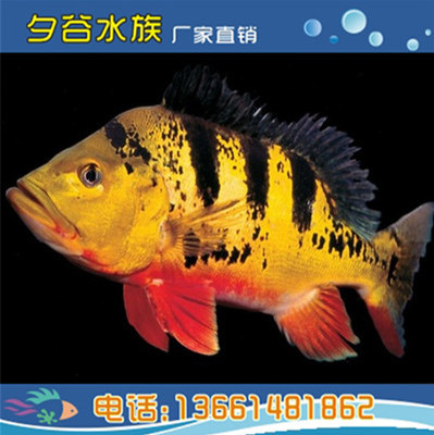 金老虎鱼帝王三间鱼 观赏鱼活体巴西亚鱼 龙鱼配鱼
