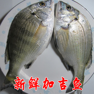 野生冷凍加吉魚加立魚紅加吉 大眼魚鯛魚紅魚 真鯛 超大650克