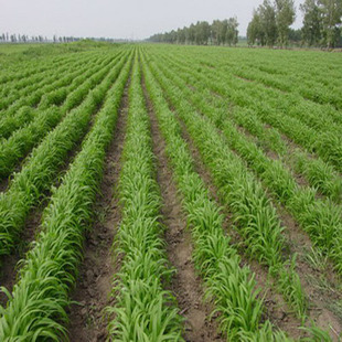 500克-8元一斤 耐旱耐涝/河滩沼泽改良/牧草种子--稗草